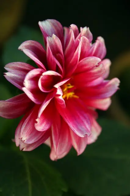 Highly Sensitive Person (HSP): Gifts, Trials and Empathy