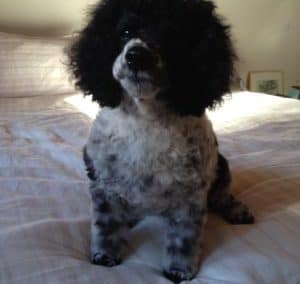 Dogs, Humans, Our Brains and Empathy
