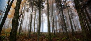How Family Constellations Help Us Heal Intergenerational Trauma