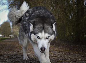 Understanding Rage and Honoring Boundaries in Healing Trauma