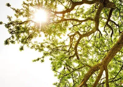 Understanding Disgust and Contempt, and Healing Self-Hatred
