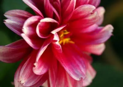 Highly Sensitive Person (HSP): Gifts, Trials and Empathy