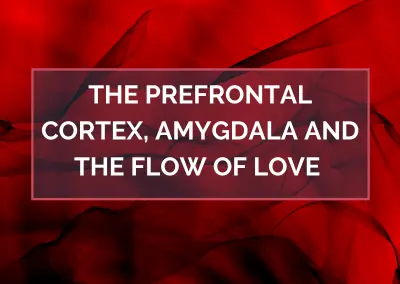 The Prefrontal Cortex, Amygdala and the Flow of Love