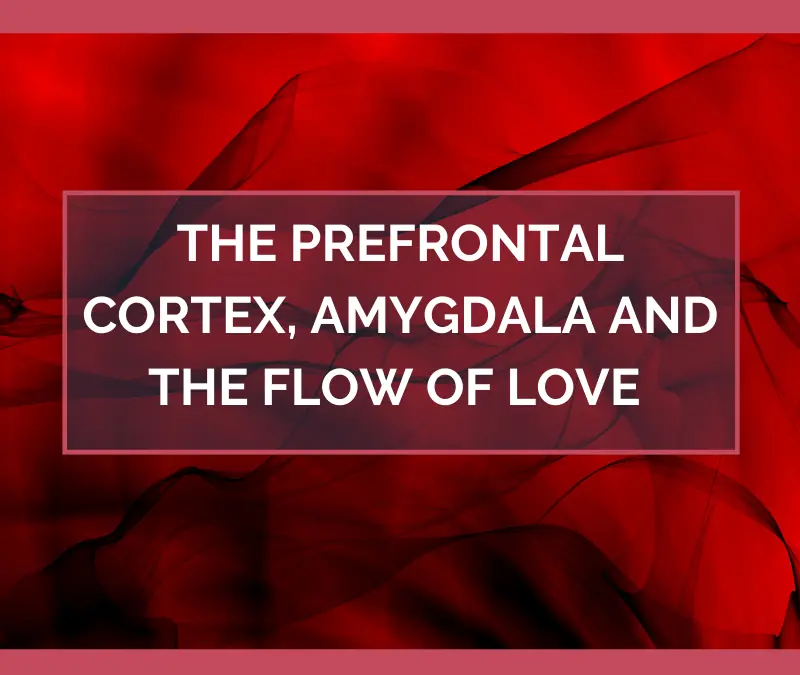 The Prefrontal Cortex, Amygdala and the Flow of Love