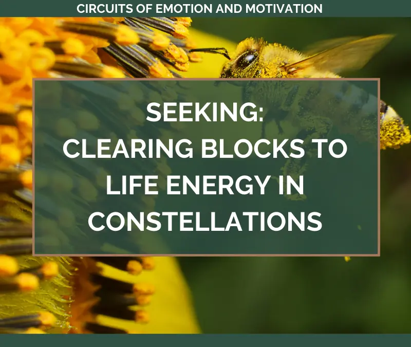 SEEKING: Clearing Blocks to Life Energy in Constellations