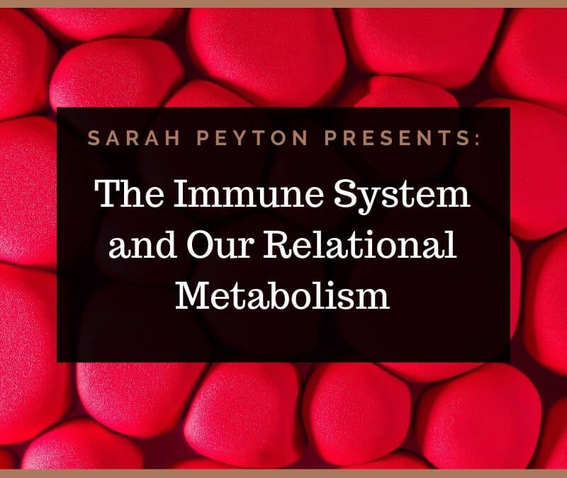 The Immune System and our Relational Metabolism
